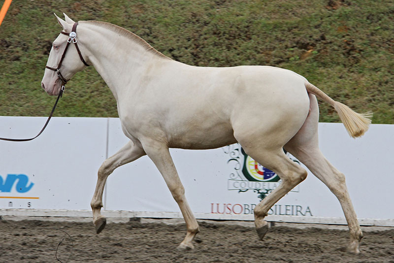 Associação Brasileira de Criadores do Cavalo Puro Sangue Lusitano (ABPSL)