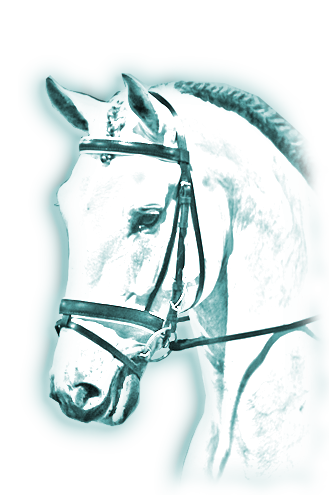 Associação Brasileira de Criadores do Cavalo Puro Sangue Lusitano (ABPSL)