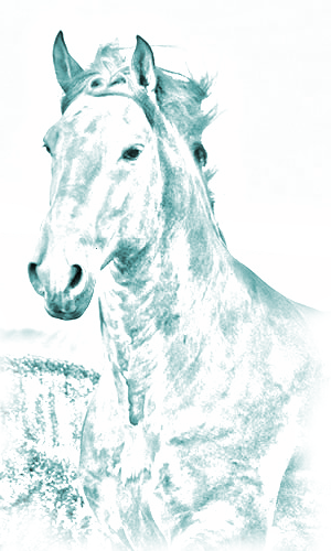 ABPSL - Associação Brasileira de Criadores do Cavalo Puro Sangue